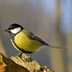Birds of Britain HD